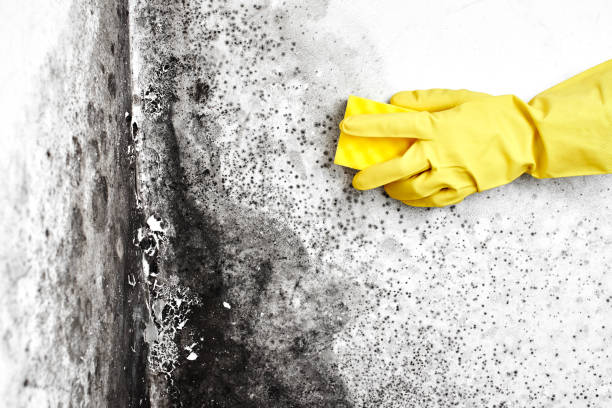 Best Mold Removal Process  in Hagerstown, MD