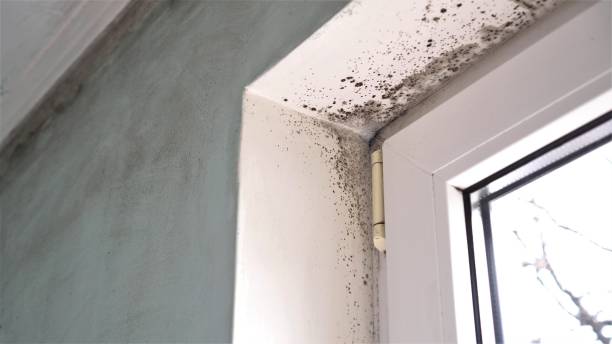 Best Fast Mold Removal  in Hagerstown, MD