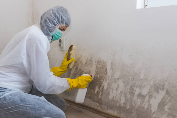 Best Mold Remediation  in Hagerstown, MD