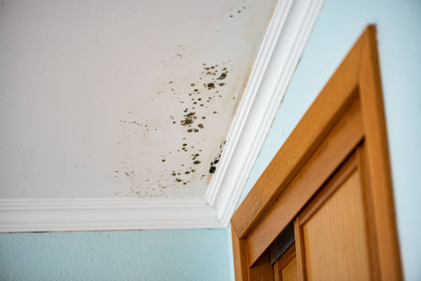 Best Residential Mold Removal  in Hagerstown, MD