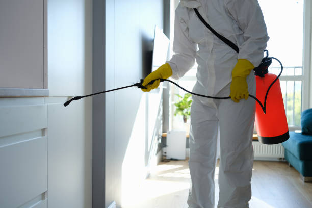 Best Certified Mold Removal  in Hagerstown, MD