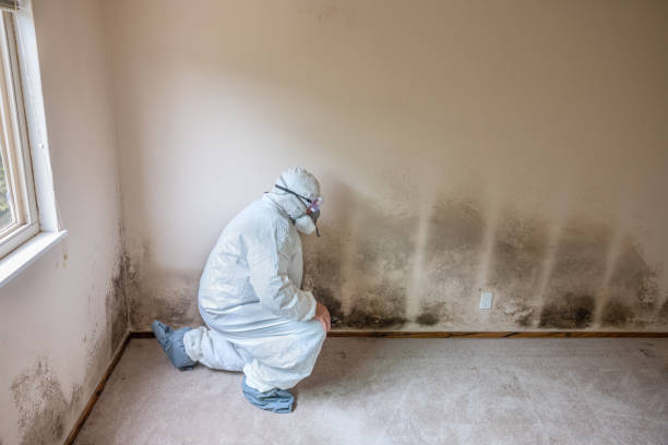 Best Commercial Mold Removal  in Hagerstown, MD