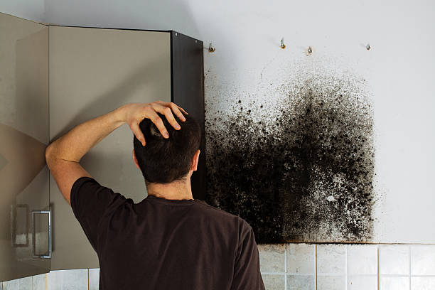 Best Residential Mold Removal  in Hagerstown, MD