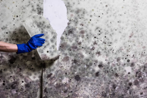Best Mold Damage Repair  in Hagerstown, MD