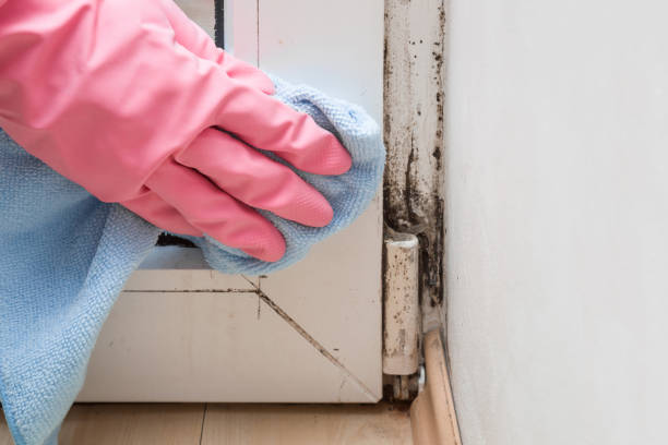 Best Local Mold Removal Service  in Hagerstown, MD